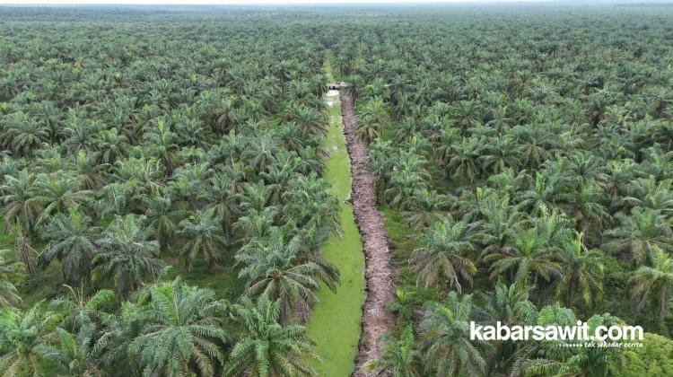 Nostalgia Ikan Toman dan Kanal Tua itu