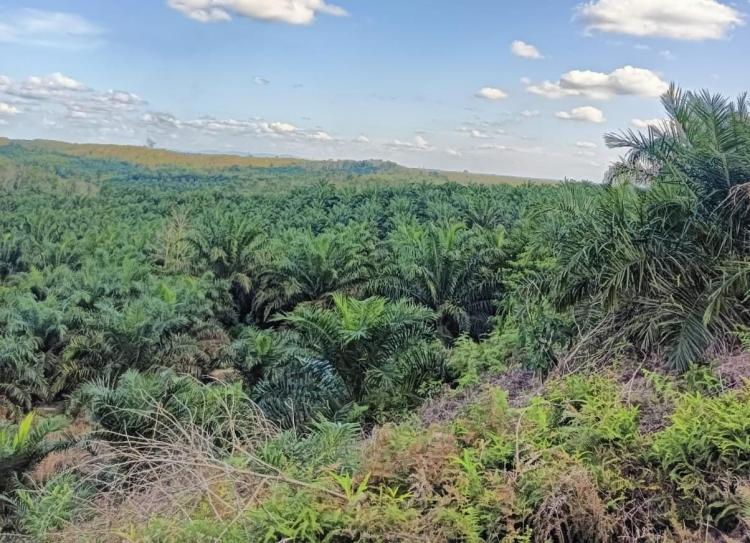 Soal Lahan Kosong, Apkasindo Aceh Minta Pemerintah Utamakan Masyarakat, Bukan Korporasi 