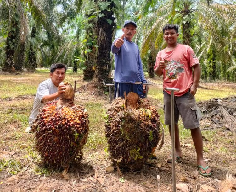 Apkasindo Sambut Baik Kehadiran Pemimpin di Rohil yang Bisa Bikin Petani Sawit Terseyum 