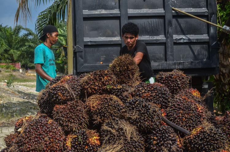 Harga Sawit di Sumbar kembali Naik Jadi Rp3.135,16/Kg