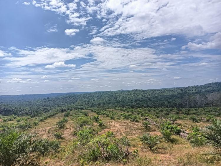 Petani di Sulbar Minta Pemerintah Libatkan Asosiasi dalam Realisasi DBH Sawit