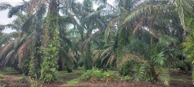 Petani Diajak Pakai Eco Enzyme Jadi Pengganti Pupuk Sawit 