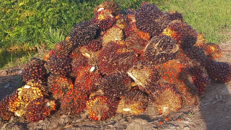 Petani Sawit di Pelalawan Tetap Bergembira Walau Disbun Riau Tetapkan Harga TBS Turun Pekan Ini