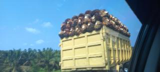 Produksi Anjlok, Harga Sawit di Sumut Naik