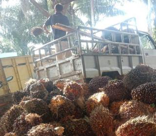 Harga Sawit di Kaltim Makin Mantap!