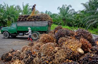 Permintaan Pabrik Tinggi Dorong Kenaikan Harga Sawit Petani Swadaya di Sultra