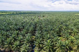 Produktivitas Sawit Berpotensi Mempengaruhi Ketahanan Pangan Nasional