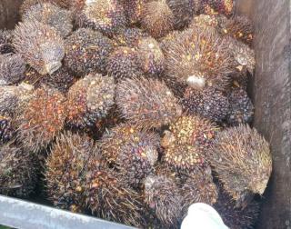 Stok Minyak Sawit Indonesia Anjlok