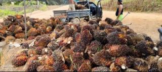 Akhir Pekan yang Indah Bagi Petani, Harga Sawit Kian Melambung di PKS