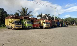 Cek Harga TBS Sawit di Lampung Periode Agustus 2024 Disini...