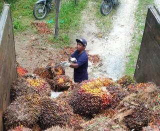 Keren! Harga Sawit di Kaltara Naik, Cek Disini 