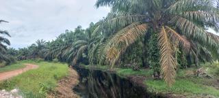 Pulau Kalimantan Salah Satu Penghasil Minyak Sawit di Indonesia, Kaltim Terbanyak 