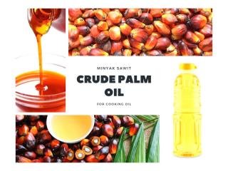 Penurunan Harga CPO Memengaruhi Nilai TBS di Pabrik Sawit