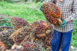 Kabar Gembira untuk Petani Riau: Harga TBS dan Brondolan di PKS Alami Kenaikan