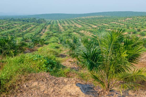 Tantangan Petani Sawit Swadaya: Upaya Inklusi melalui Program SHINES oleh PT Rea Kaltim Plantations