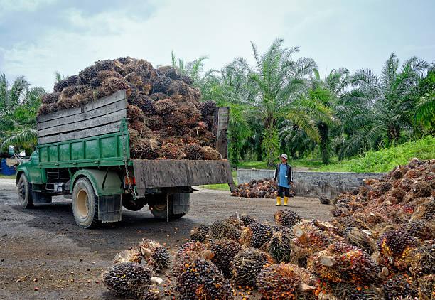 Harga TBS Sawit di Sumatera Utara Naik Lagi, Kini Menjadi Rp 3.424/kg