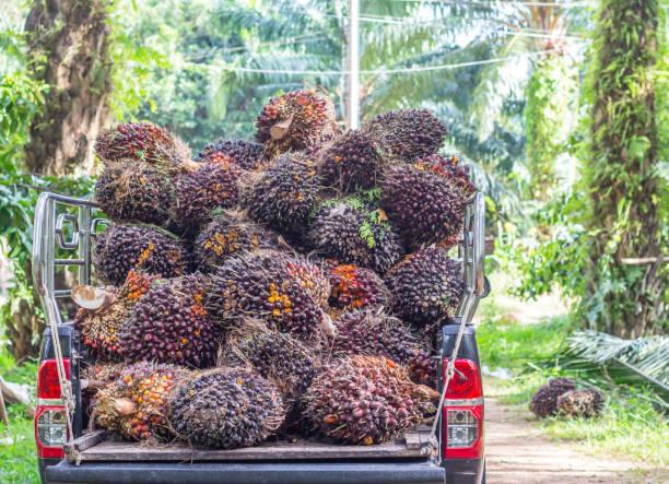 Kantong Petani Sawit Swadaya di Sumut Makin Tebal: Harga TBS Naik Signifikan