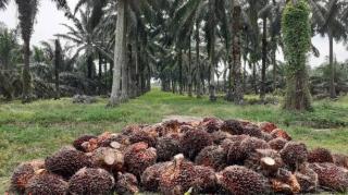 Harga TBS Sawit Plasma Riau Terus Melonjak, Hampir Capai Rp 3.300/Kg