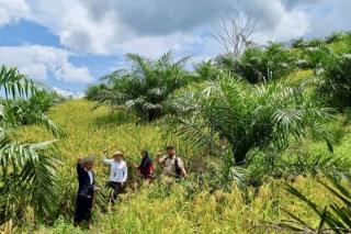Penajam Paser Utara: Tantangan Ketahanan Pangan di Tengah Alih Fungsi Lahan dari Padi ke Sawit