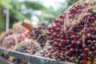 Naiknya Harga TBS Sawit dan CPO di Provinsi Jambi Periode 11-17 Oktober 2024