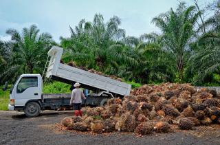 Harga TBS Kelapa Sawit di Indonesia Meningkat, Riau Tertinggi di Atas Rp 3.000/kg