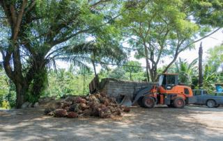 Kenaikan Harga TBS Mitra Swadaya di Riau: Peluang Pendapatan Lebih Besar bagi Petani Sawit