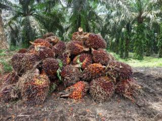 Harga TBS Sawit di Sumut Alami Kenaikan Signifikan, Tercatat Rp 2.960/kg