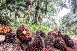 Harga TBS Kemitraan Swadaya di Riau Alami Penurunan Setelah Kenaikan Signifikan