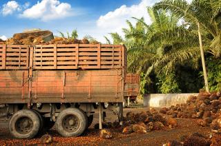 Harga TBS Sawit Sumut Naik Tipis, Capai Rp 3.364,40 per Kilogram