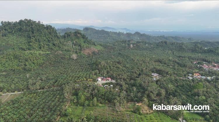 Cara Jadi Petani Sawit Sukses Ala Orang Gunung Sari 