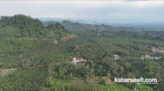 Cara Jadi Petani Sawit Sukses Ala Orang Gunung Sari