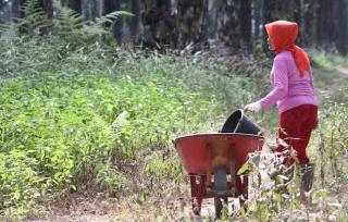 Peningkatan Partisipasi Perempuan di Industri Sawit Memerlukan Pendekatan Holistik
