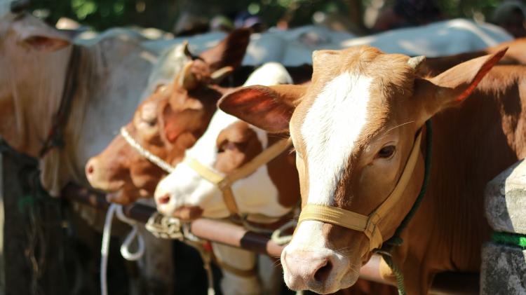 Hasil Urunan dan Inisiatif Kolektif, Karyawan Muslim PalmCo Siapkan Ribuan Ekor Hewan Kurban