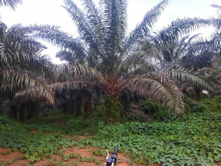 Ini Cara Pemkab Melawi Dorong Petani Sawit Dapatkan PSR