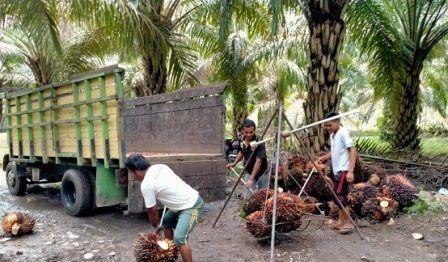 Masih Tertinggi di Sumut, Segini TBS Sawit Swadaya Dibandrol di Palas