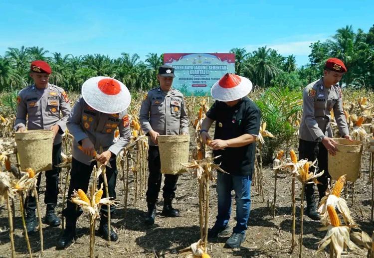Segini Hasil Panen Jagung yang Ditumpangsarikan dengan Sawit di Bengkulu