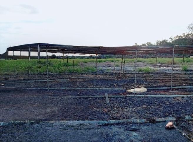 KSU di Merauke akan Kelola 500 Hektar Kebun Sawit, Ini Skema yang Diterapkan