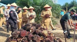 Dihadiri Bupati Basel, Masyarakat Tumpah Ruah Hadiri Panen Perdana TBS Sawit