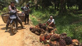 Nelangsa Petani di Jambi: Harga TBS Sawit Turun di Saat Musim Trek