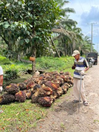Harga TBS Sawit di Jambi Turun Segini, Khususnya untuk Kelompok Umur 10-20 Tahun