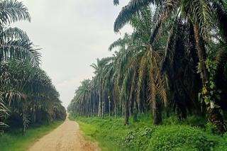Permintaan terhadap Minyak Nabati Terus Meningkat, Bupati Kotim: Kita Harus Fokus pada Intensifikasi Berkelanjutan