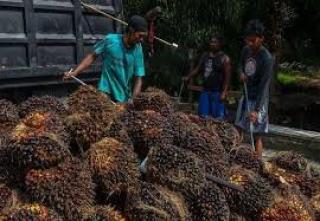 Gapki Sebut 2025 Tahun Penuh Guncangan bagi Sektor Sawit Nasional, yang Terberat Ini