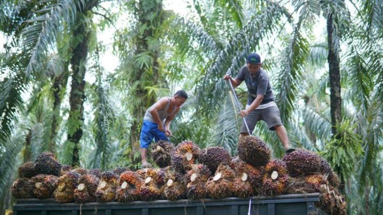 Gapki: Membeli TBS Sawit dari Kawasan Hutan Menyalahi UU 