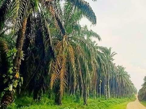 Kadisbun Way Kanan Sebut Banyak Sawit Rakyat Sudah Tua,  Perlu Dilakukan Peremajaan