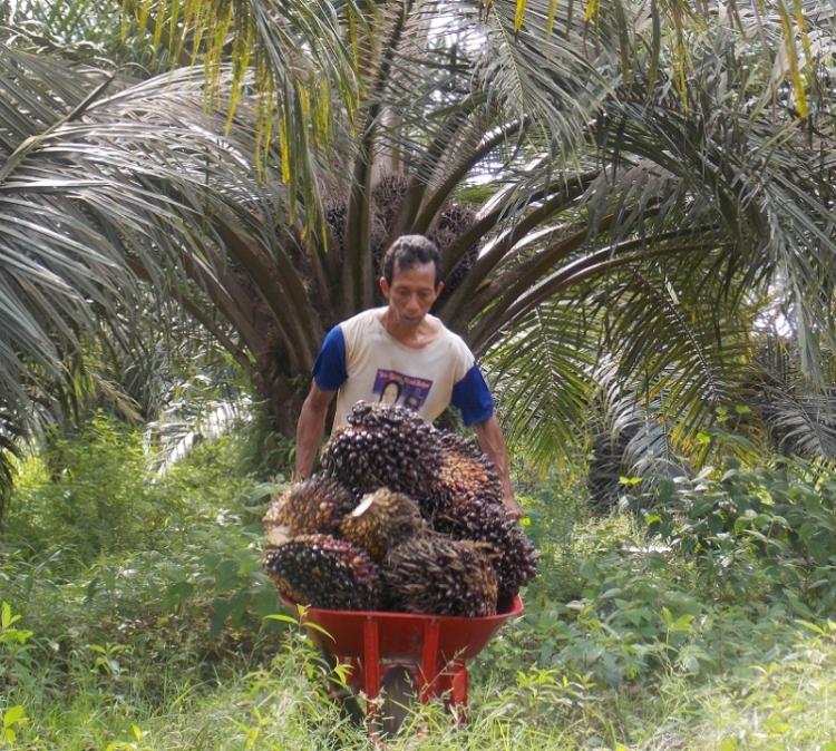 Lumayan, Kenaikan Harga TBS Sawit Plasma di Sumut Pekan Ini Mencapai Rp86,31/Kg 