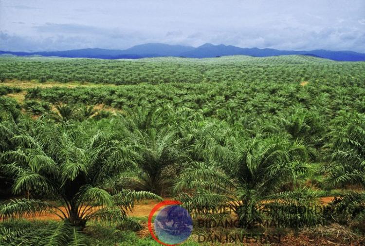 Kemenperin Ungkap Sejumlah Strategi untuk Menjadikan Sawit sebagai Mesin Ekonomi RI