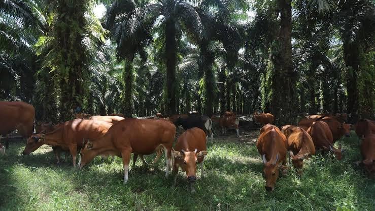 Integrasi Sawit-Sapi, Senjata Utama Menekan Ongkos Produksi Peternakan