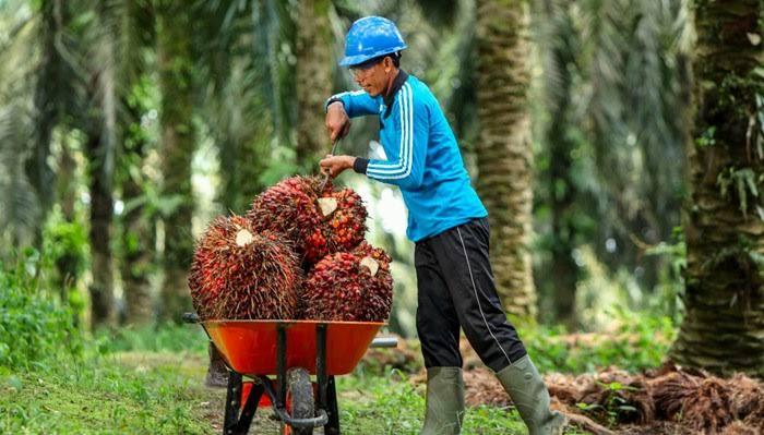 Turun Rp89,75/Kg,  Segini TBS Sawit Plasma di Kaltim Dihargai pada  Periode Pertama Juli