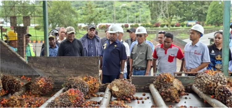 4 Investor Sawit yang Terdaftar di Jayapura Belum Beroperasi Maksimal