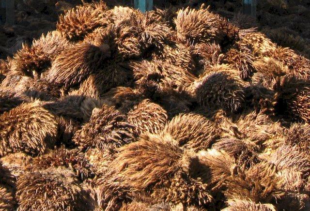 Gampang! Ini Cara Membuat Biochar dari Limbah Sawit